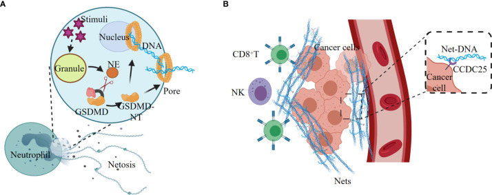 Figure 3