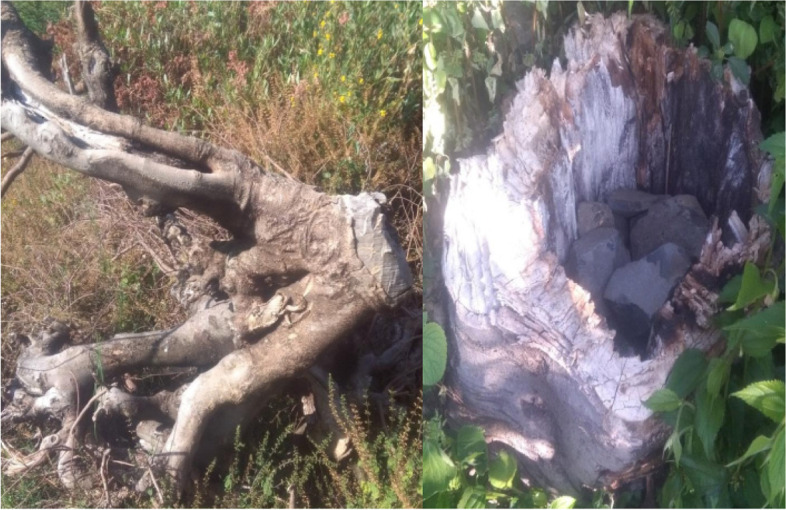 Fig. 6