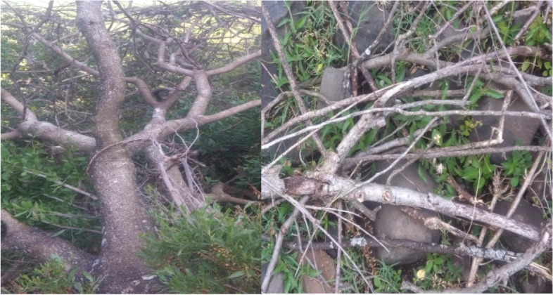Fig. 8