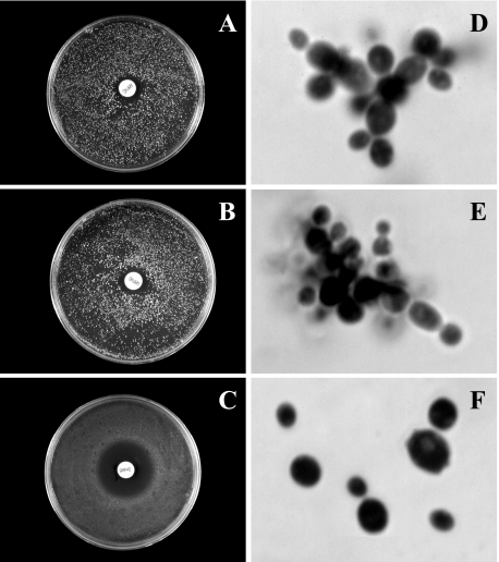 FIG. 7.