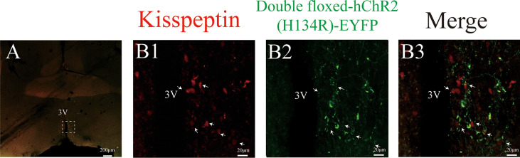 Figure 2