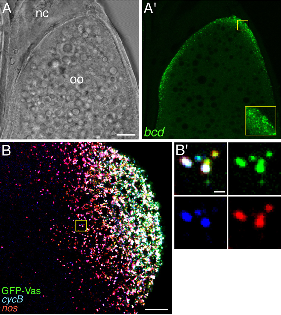 Fig. 2