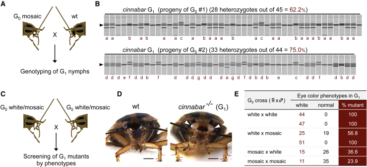 Figure 2