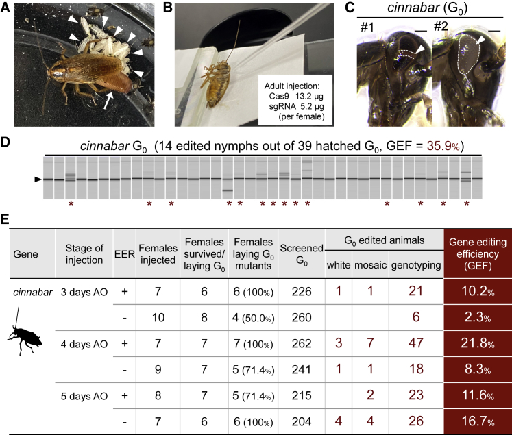 Figure 1