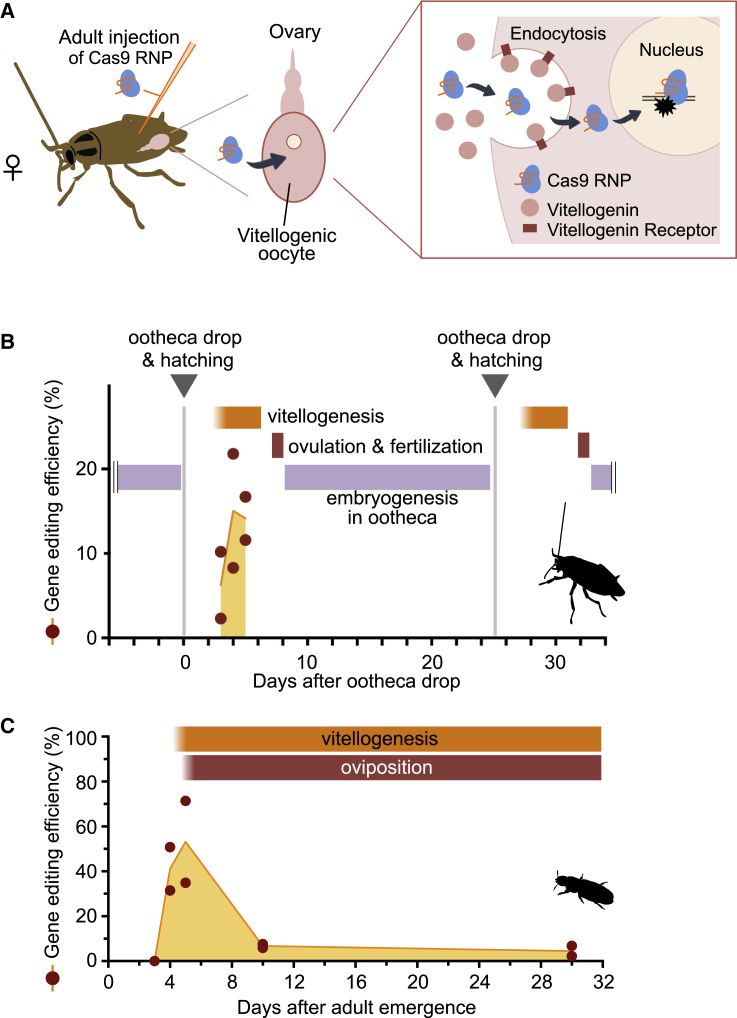 Figure 4