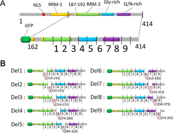 FIGURE 1.