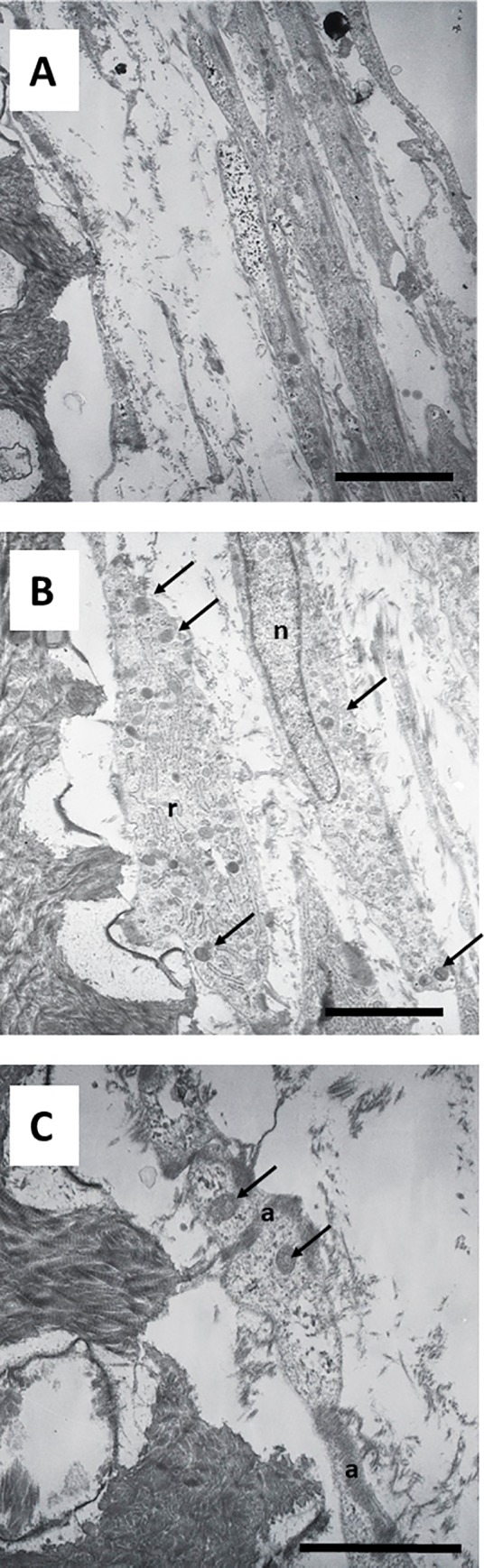 Fig 10