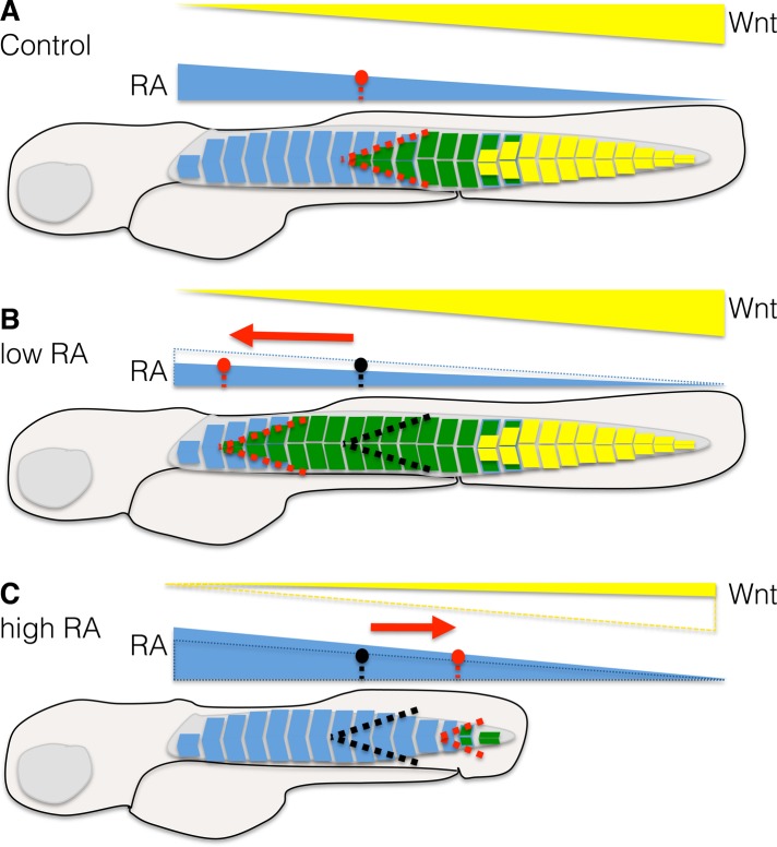 FIGURE 7: