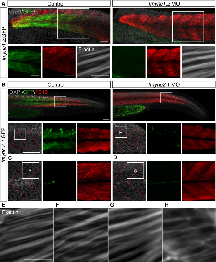 FIGURE 4: