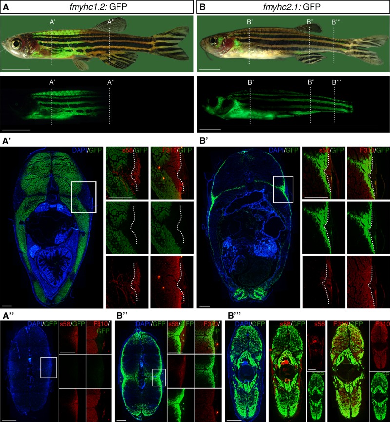 FIGURE 3: