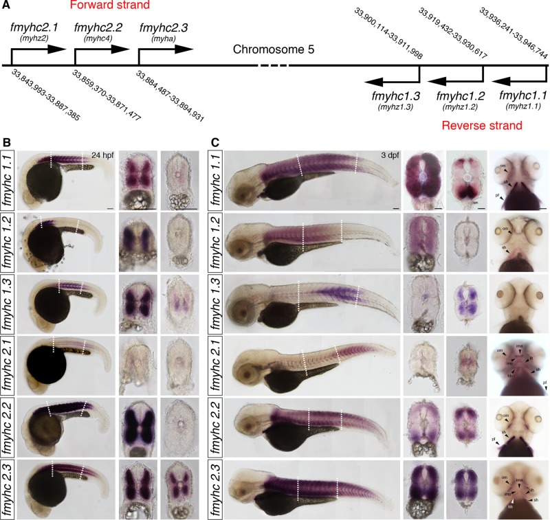 FIGURE 1: