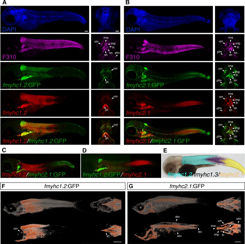 FIGURE 2: