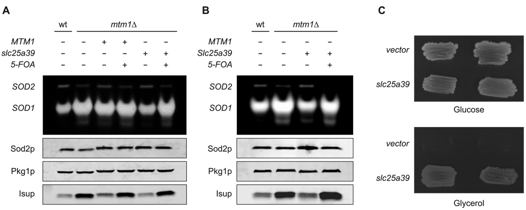 Figure 6