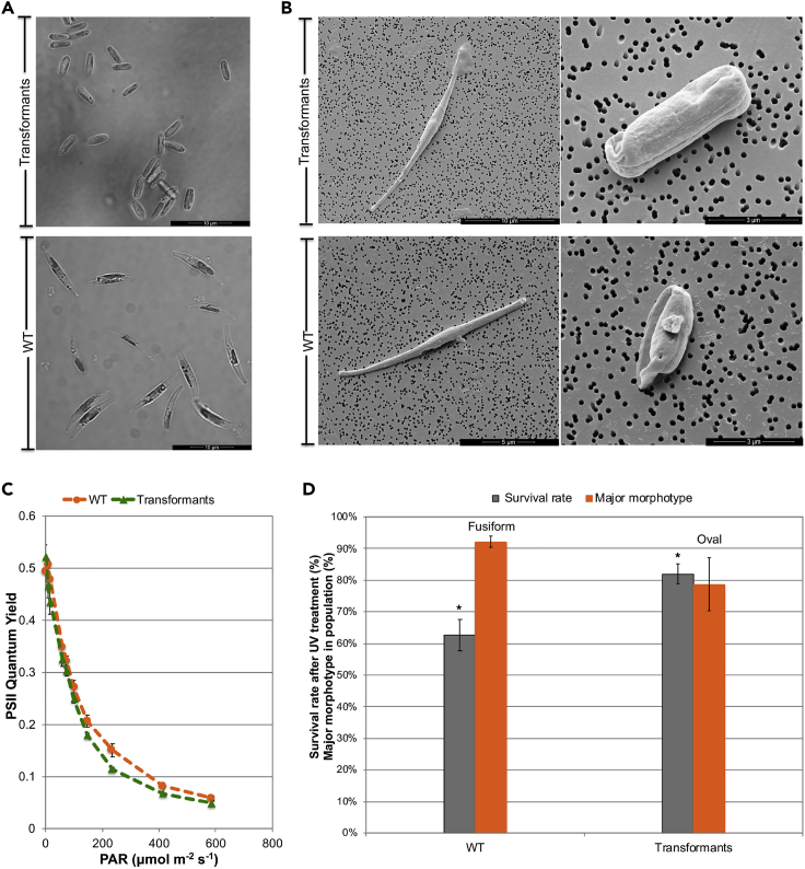 Figure 3