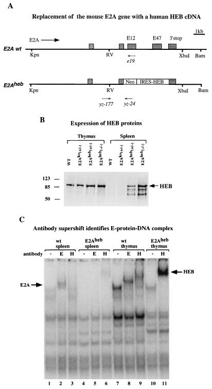 FIG. 5