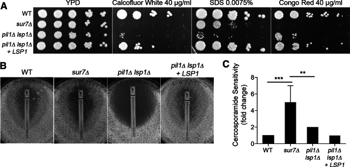 FIGURE 4: