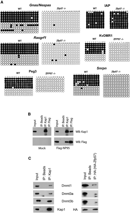 Figure 5