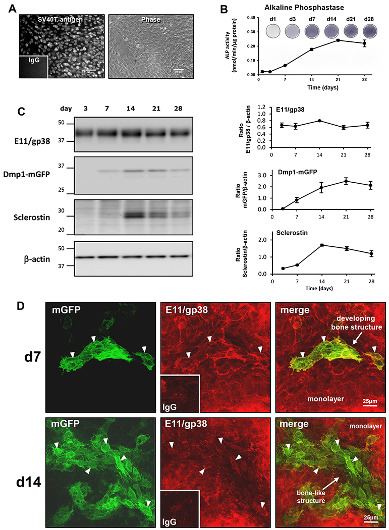 Figure 3: