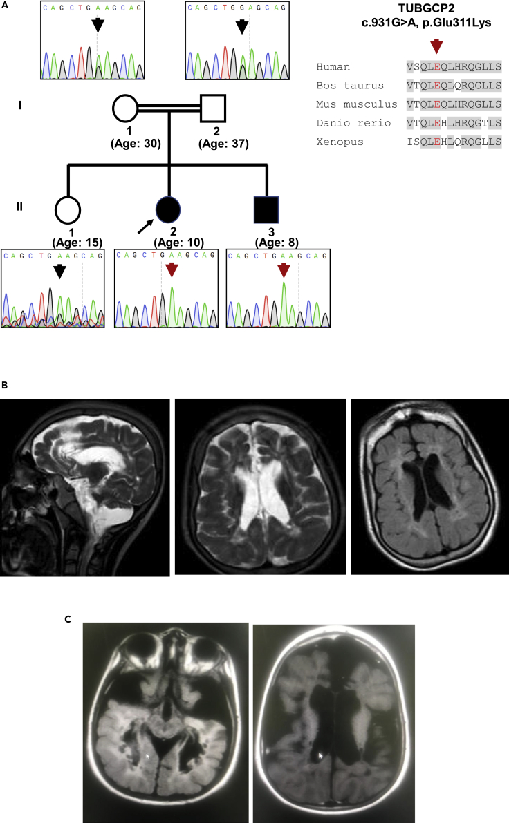 Figure 1