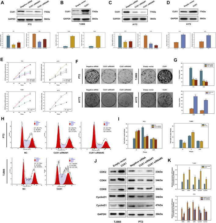 CUX1 Facilitates the Development of Oncogenic Properties Via Activating ...