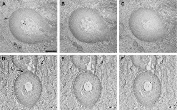 Fig. 6