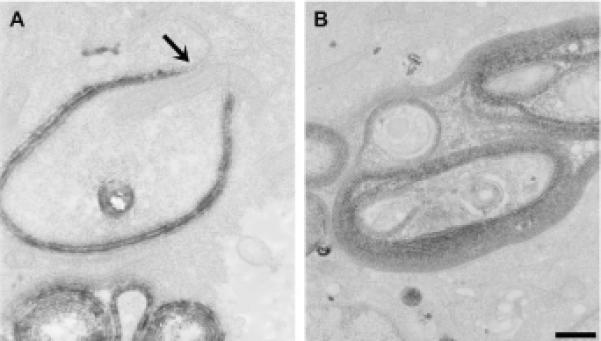 Fig. 5