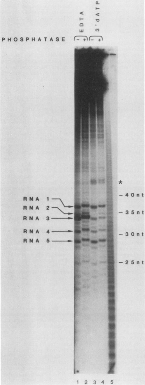 graphic file with name molcellb00076-0222-a.jpg