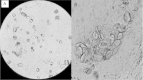 Fig. 4.