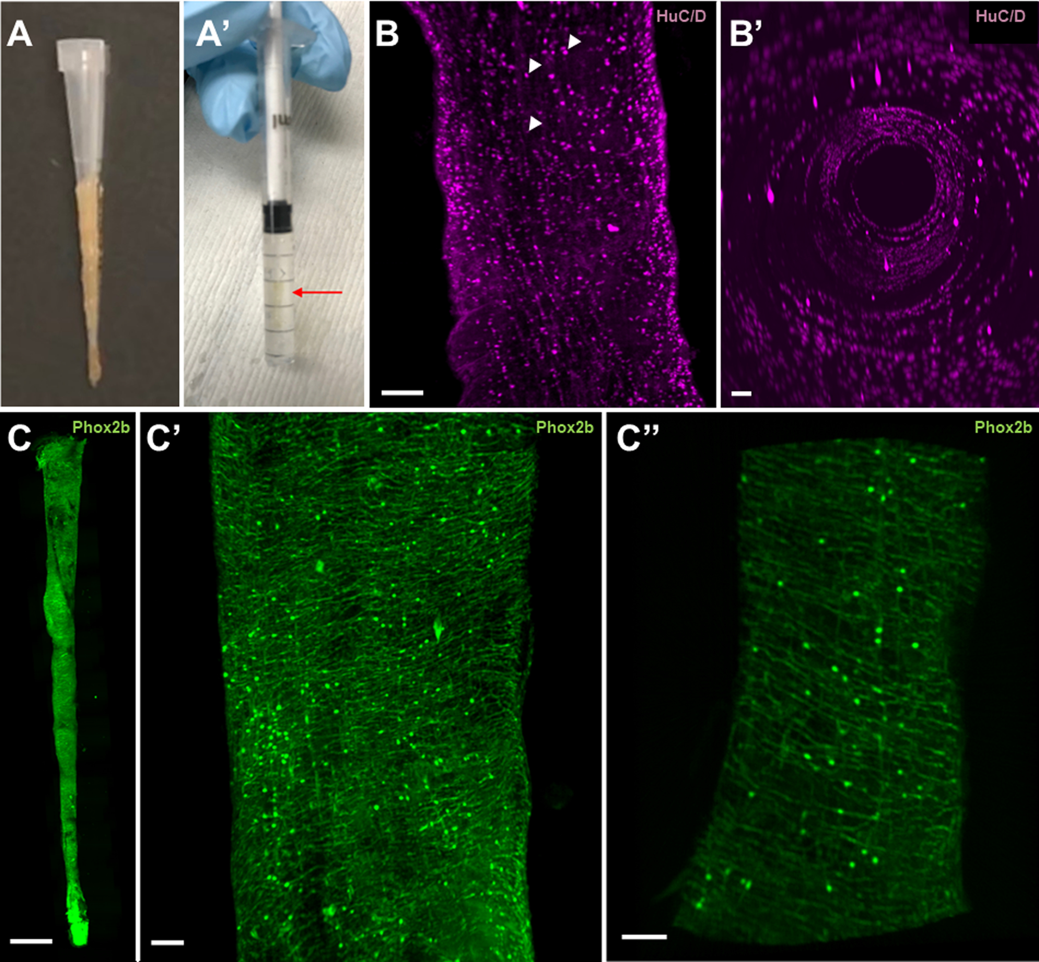 Figure 1: