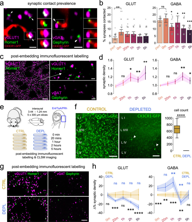 Microglia contribute to neuronal synchrony despite endogenous ATP ...