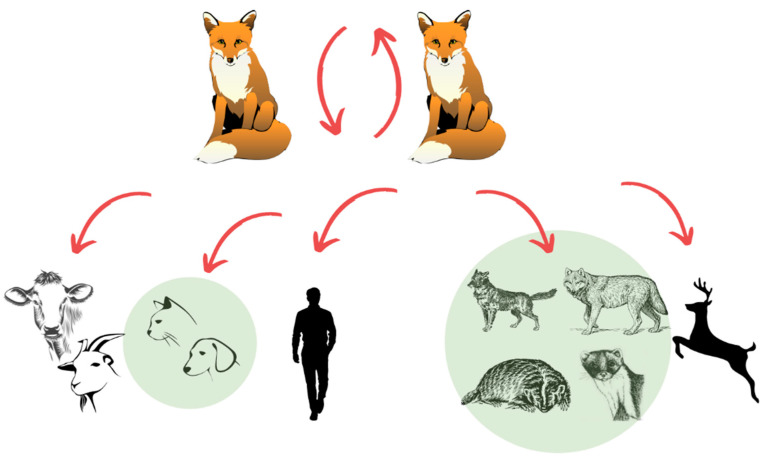 Current Status of Rabies and Its Eradication in Eastern and ...