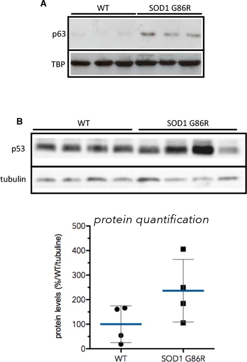 Figure 4—figure supplement 1.