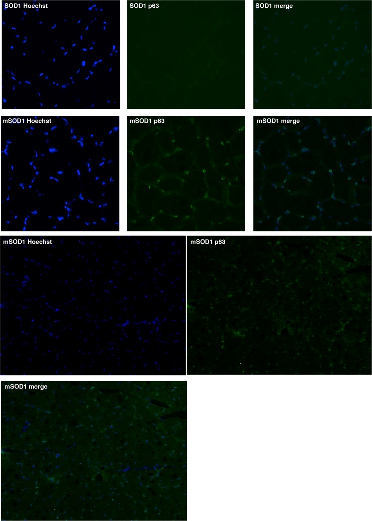 Figure 4—figure supplement 3.