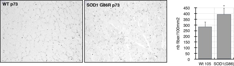 Figure 4—figure supplement 2.