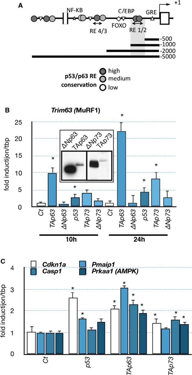 Figure 6.