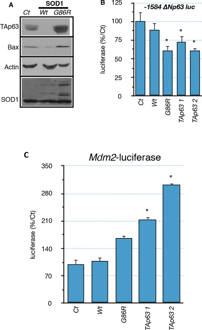 Figure 5—figure supplement 1.