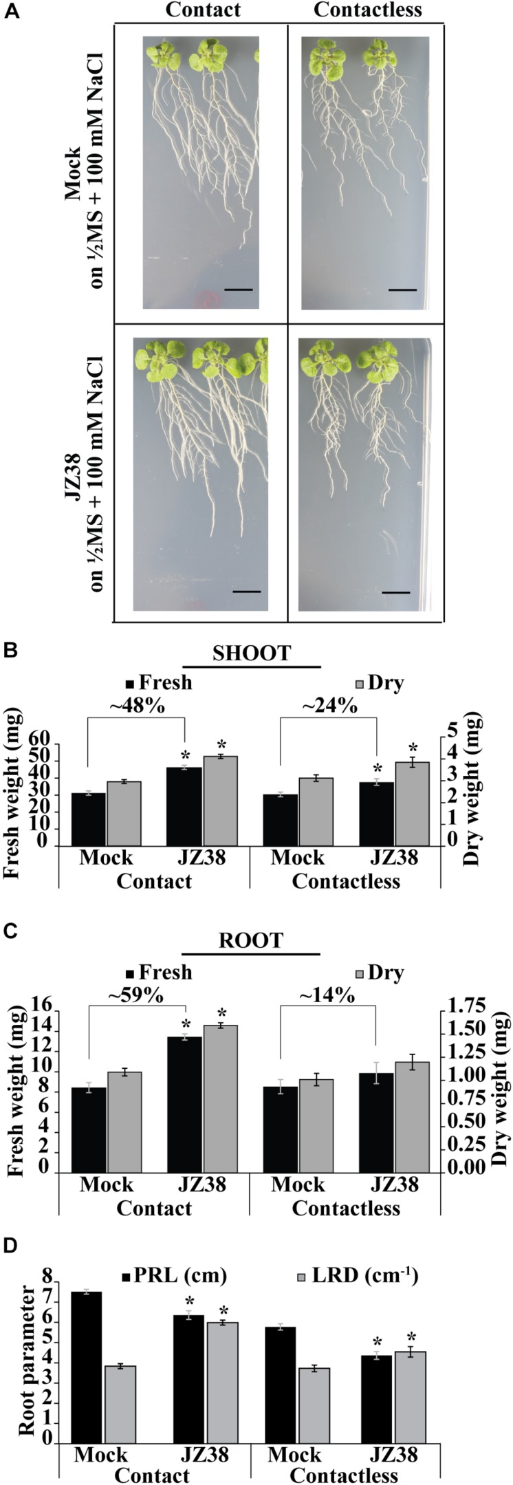 FIGURE 1