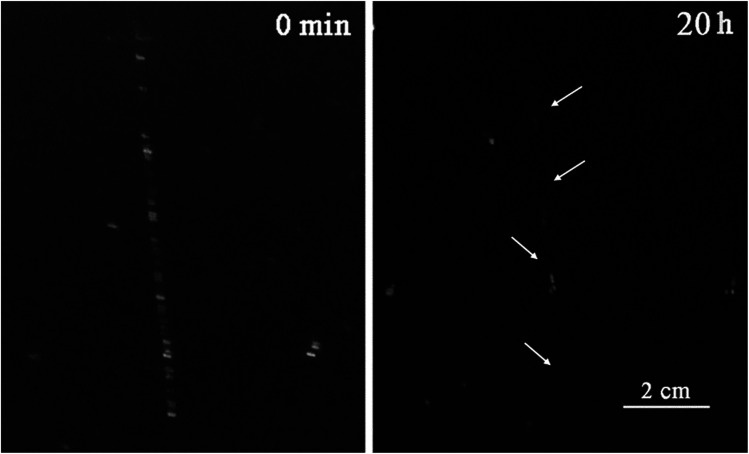 Fig. 9