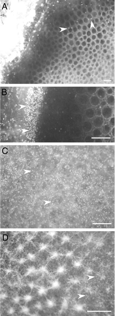 FIG.7.