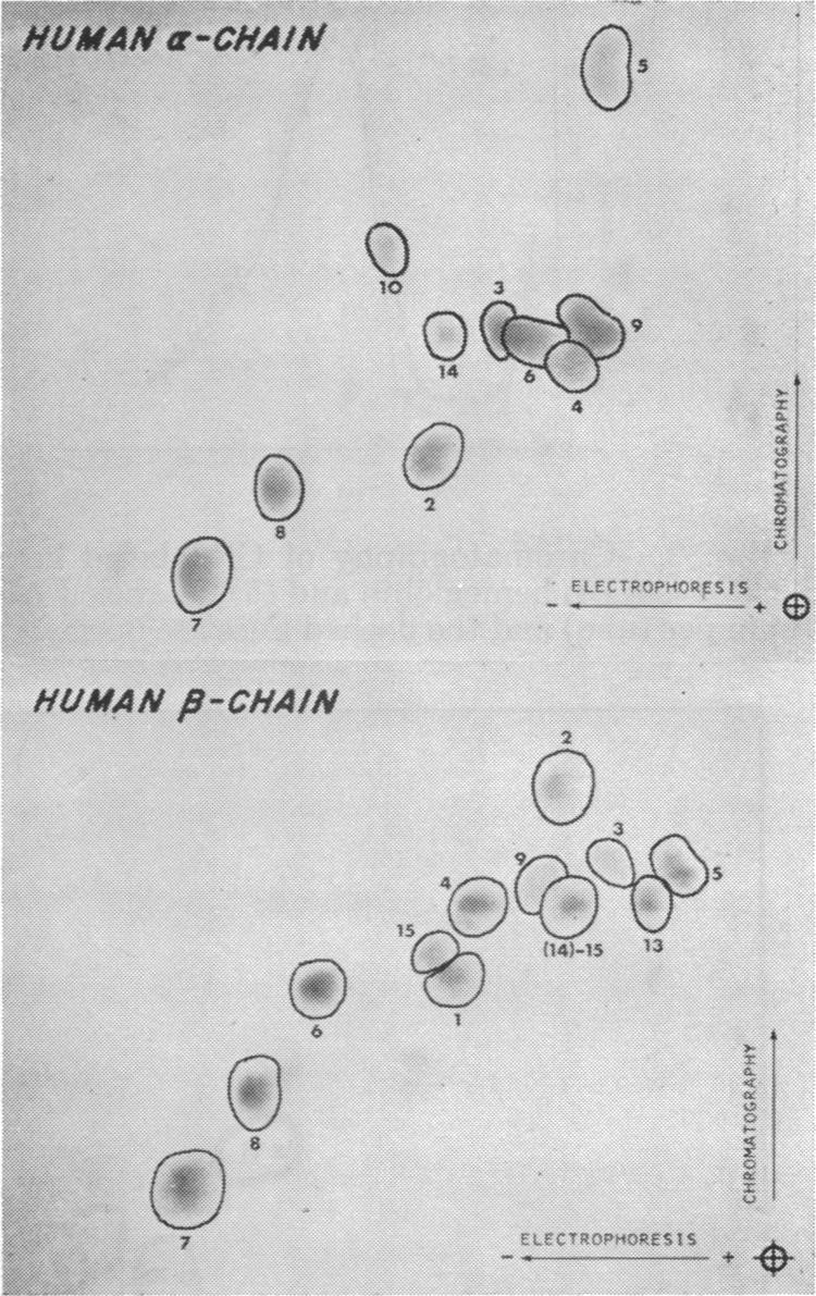 graphic file with name pnas00232-0037-a.jpg