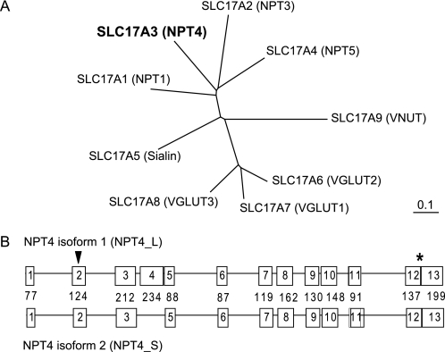 FIGURE 1.