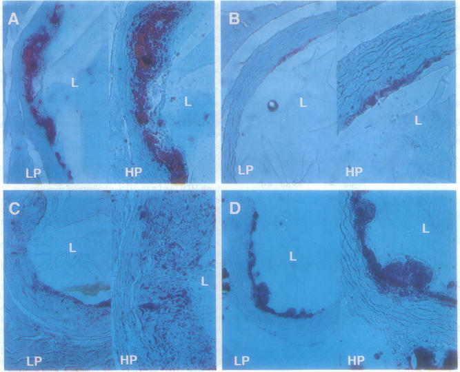 graphic file with name pnas01142-0423-a.jpg