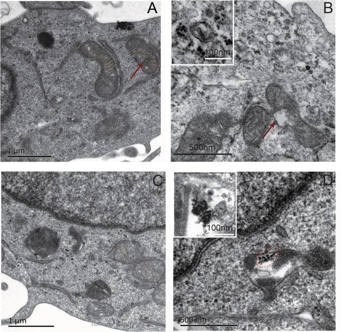 FIGURE 3