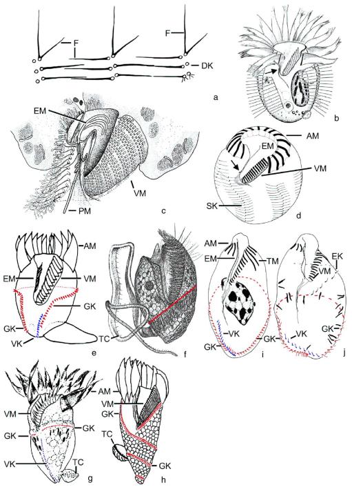 Evolution of ciliary patterns in the Oligotrichida (Ciliophora ...