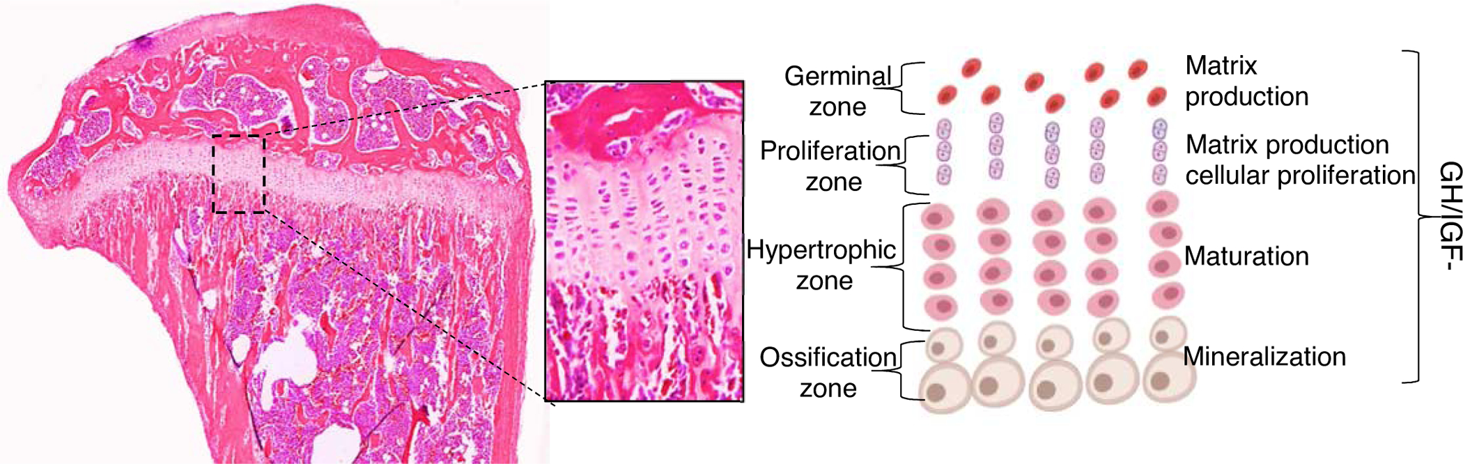 Figure 3: