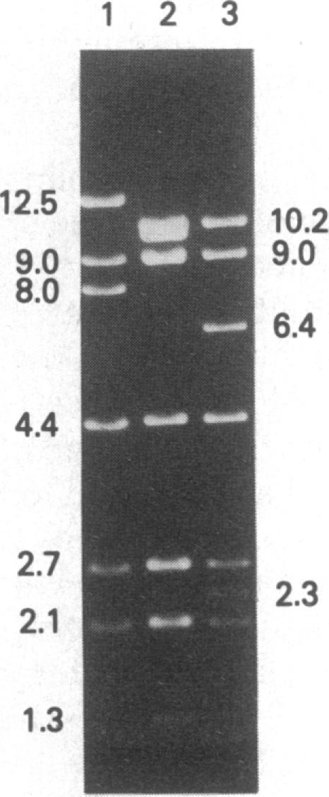 graphic file with name pnas00308-0283-a.jpg