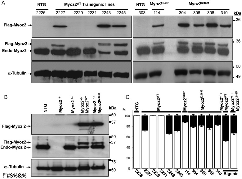 Figure 1