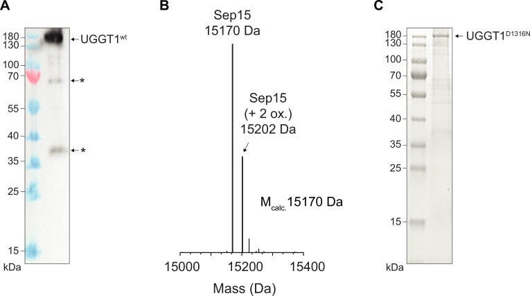 Figure 1—figure supplement 2.