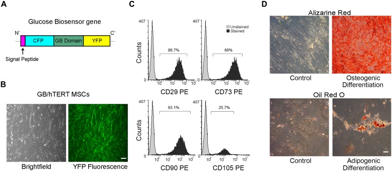 Generation of an immortalized mesenchymal stem cell line producing a ...