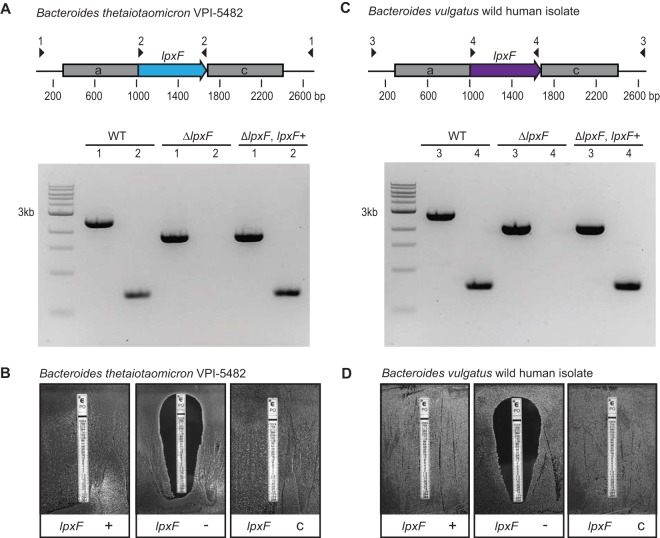 FIG 3